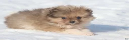 Pomeranian dogs for sale: Pockets - Ad 1
