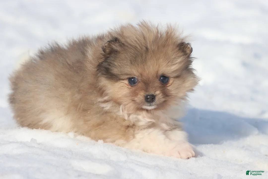 Pomeranian dogs for sale: Pockets - Ad 1