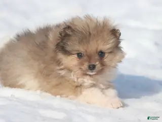 Pomeranian dogs Pockets - Ad 20