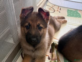 German Shepherd dogs Max - Ad 15