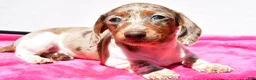 Dachshund dogs for sale: Angel - Ad 5