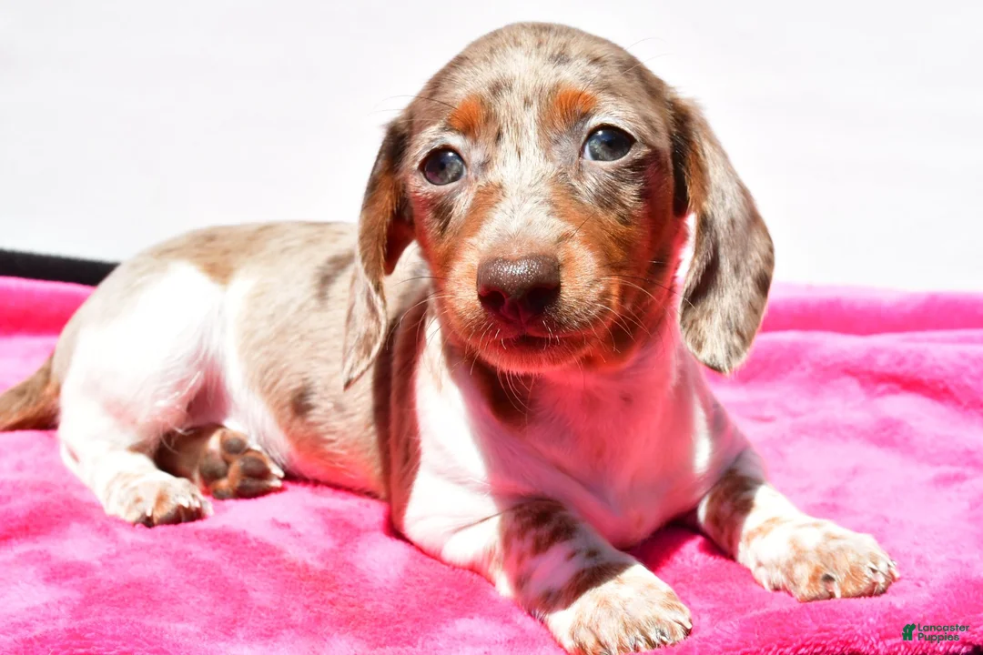 Dachshund dogs for sale: Angel - Ad 5