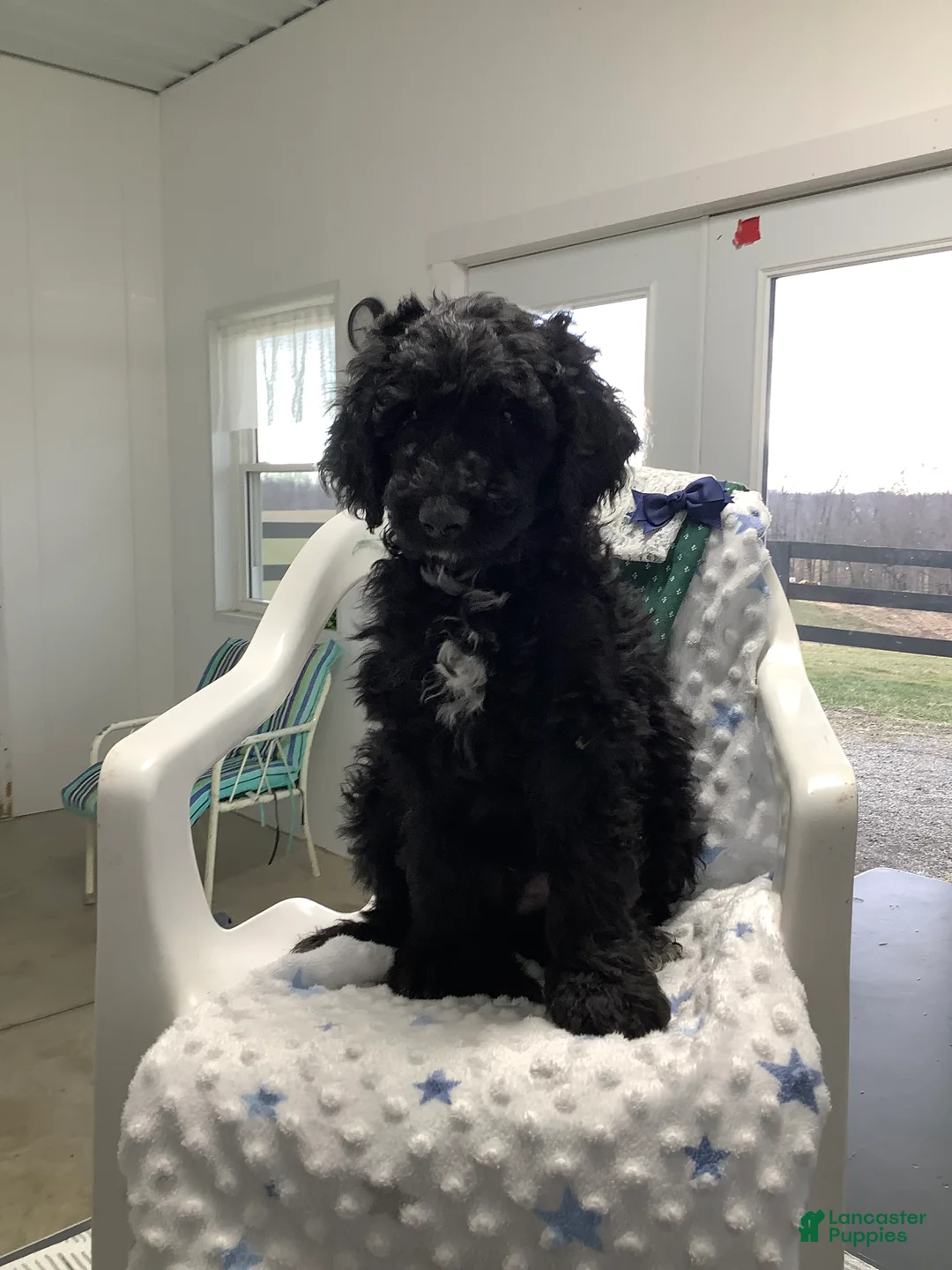 Goldendoodle dogs for sale: Fido Puppy 1 - Ad 3