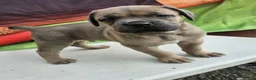 Cane Corso dogs for sale: ZEUS - Ad 12