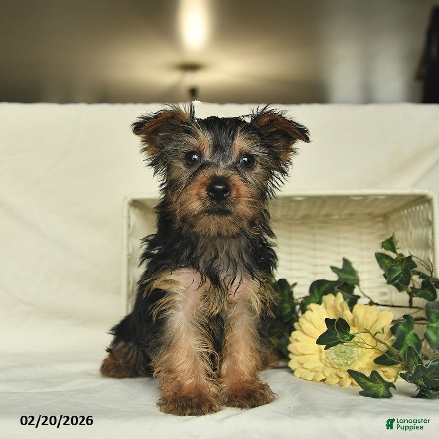 Yorkshire Terrier dogs Rolo  - Ad 1