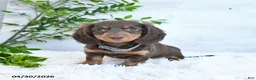 Miniature Dachshund dogs for sale: Mandy - Ad 5