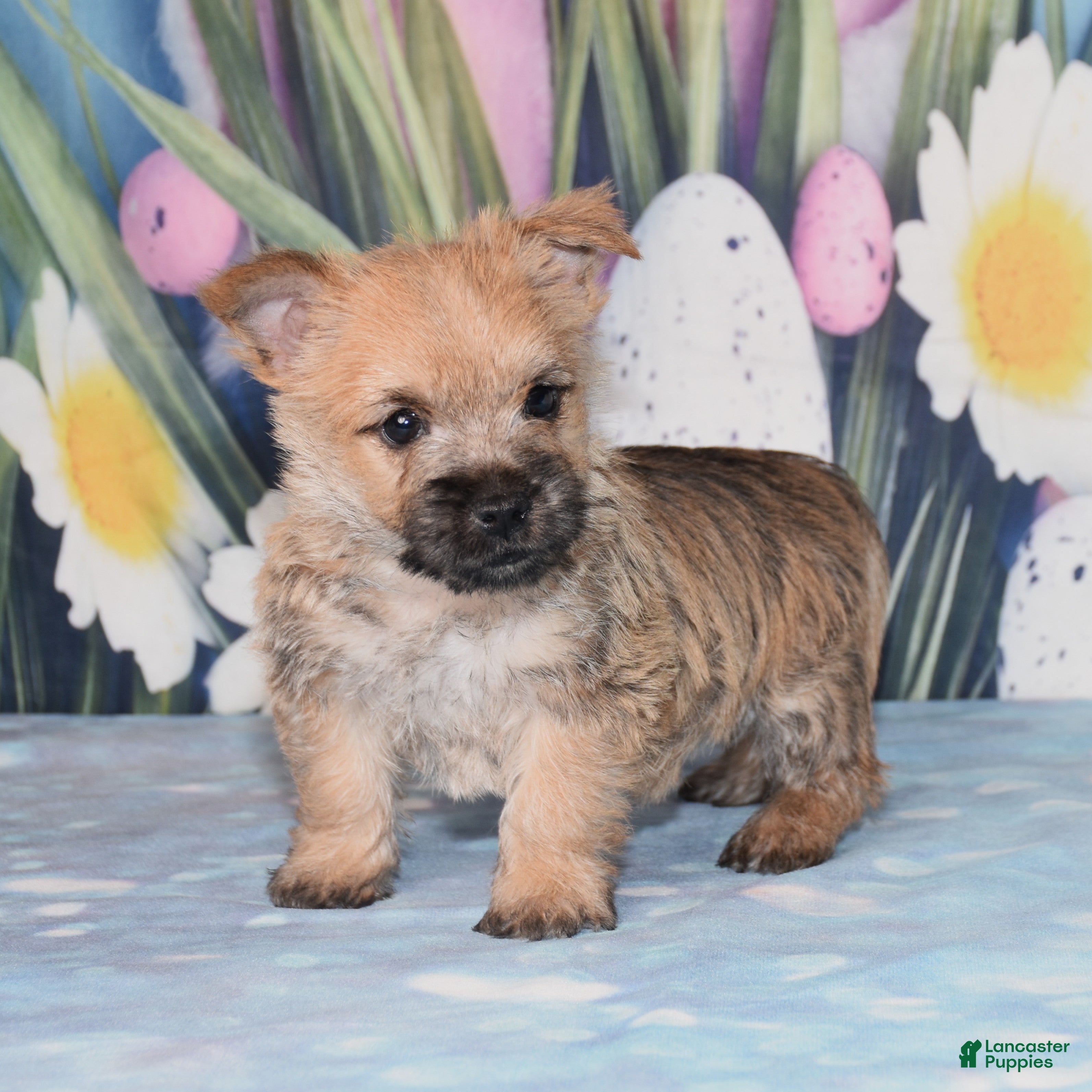 Cairn Terrier dogs Mario - Ad 1