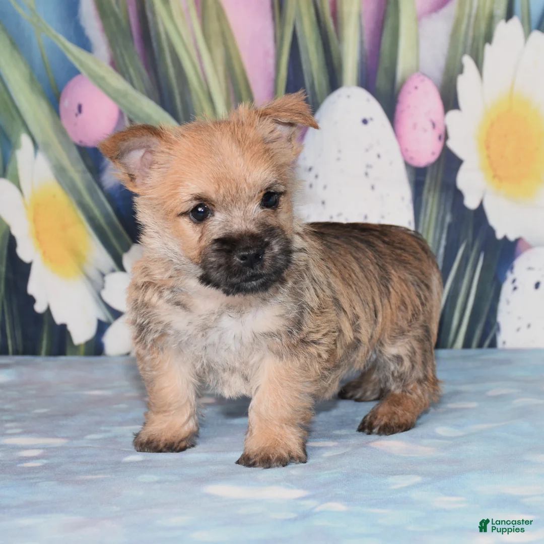 Cairn Terrier dogs for sale: Mario - Ad 1
