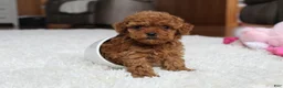 Toy Poodle dogs for sale: Teacup Aubrey - Ad 5