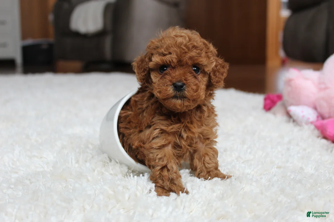Toy Poodle dogs for sale: Teacup Aubrey - Ad 5