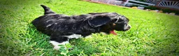 Havapoo dogs for sale: Taz - Ad 14