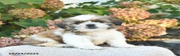 Shih Tzu dogs for sale: Rosie  - Ad 1