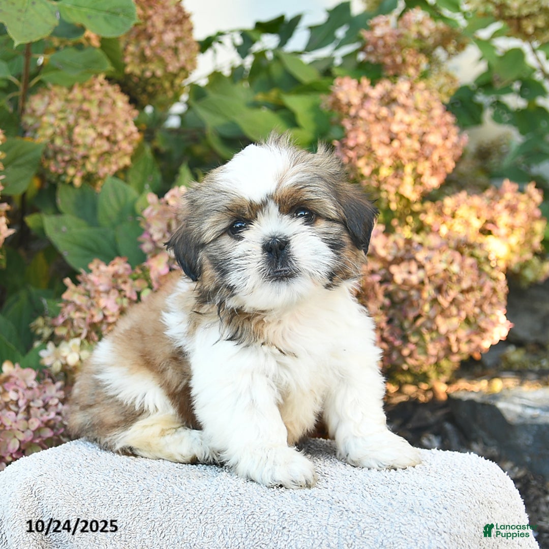 Shih Tzu dogs for sale: Rosie  - Ad 1