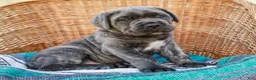 Cane Corso dogs for sale: Maximus (Champion Bloodline) - Ad 1
