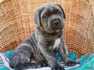 Cane Corso dogs for sale: Maximus (Champion Bloodline) - Ad 1