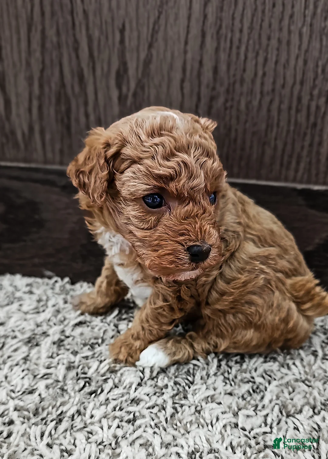 Toy Poodle dogs for sale: Ginger - Ad 3