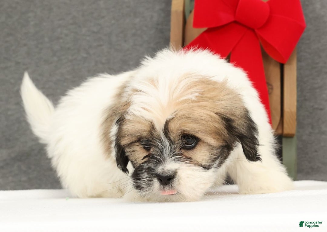 Lhasa Apso dogs for sale: Felix - Ad 6