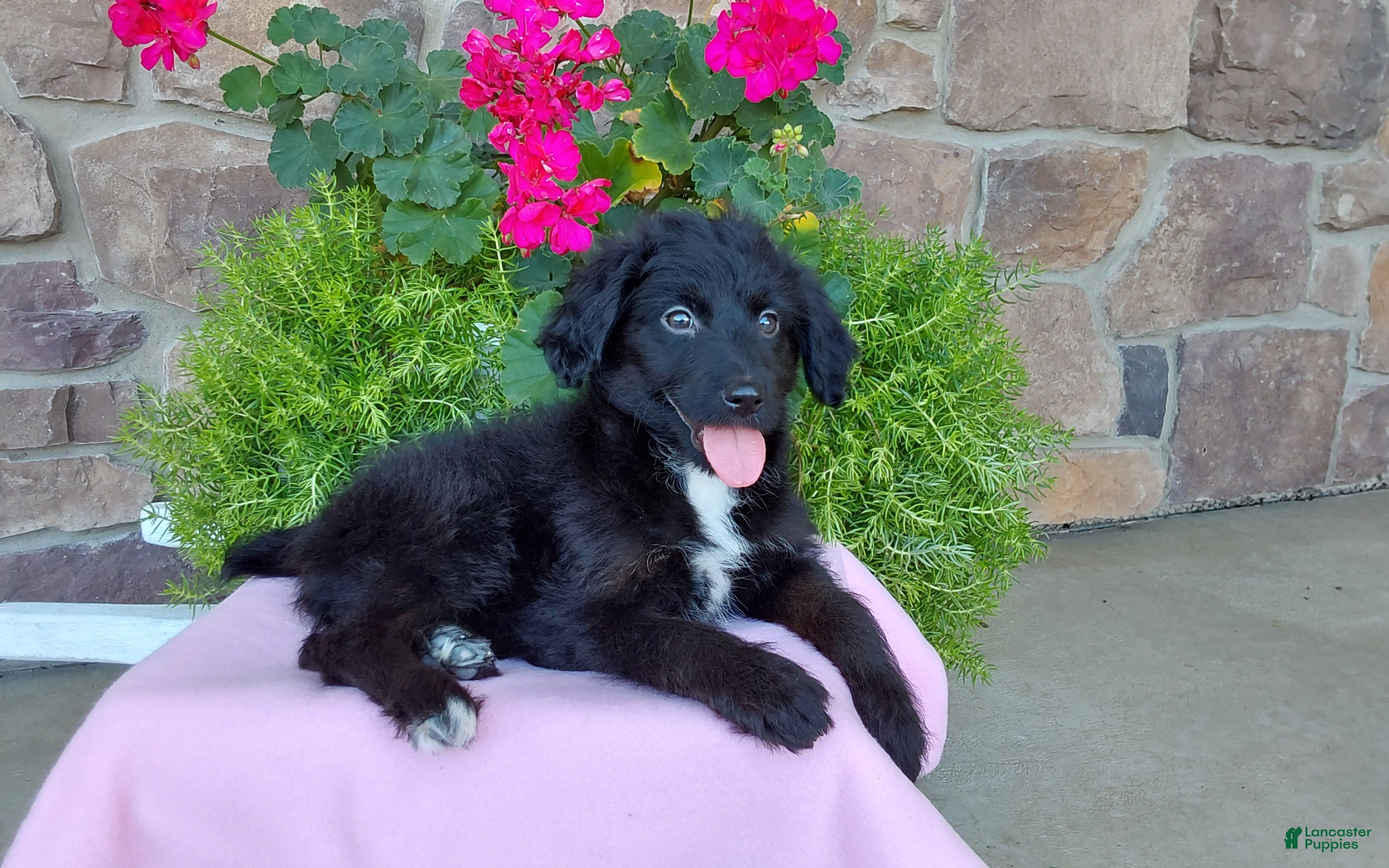 Aussiedoodle dogs Aussiedoodle 4 - Ad 2