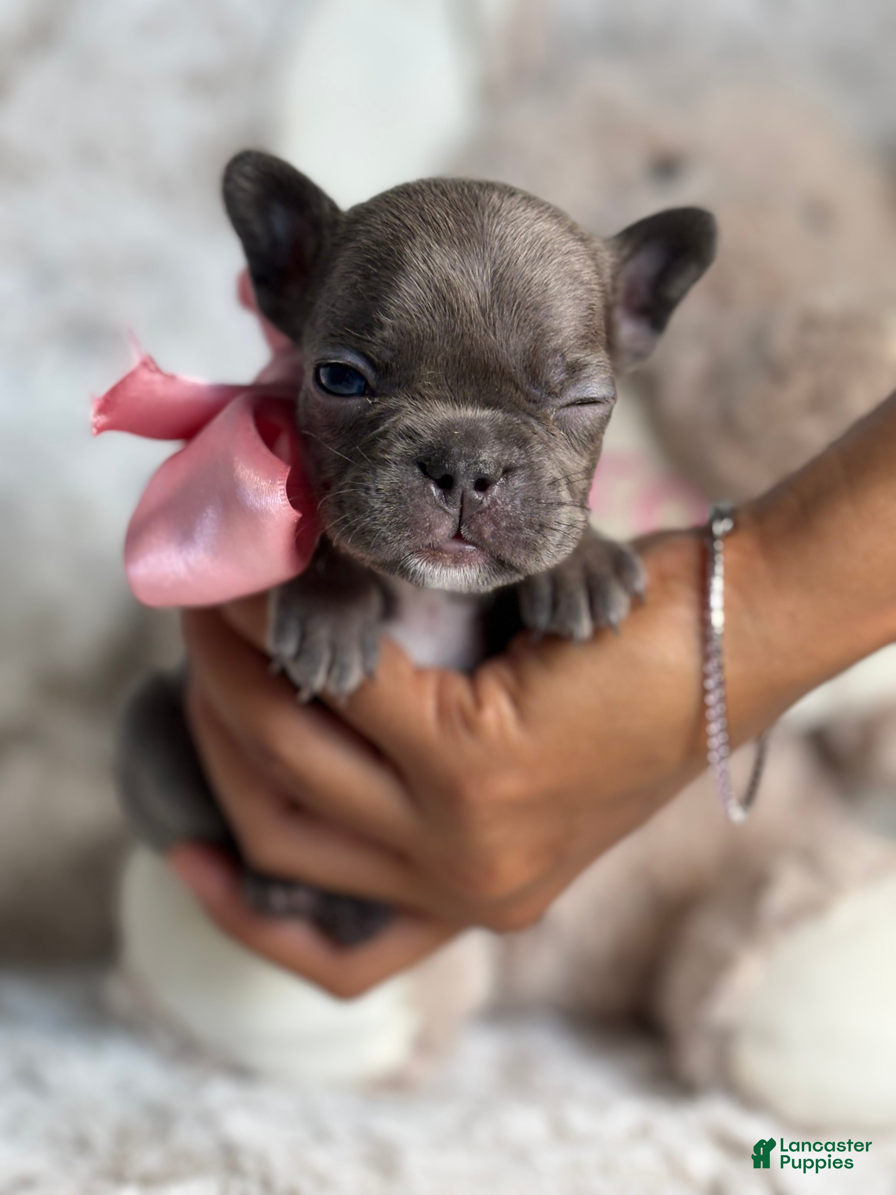 French Bulldog dogs Marley - Ad 2