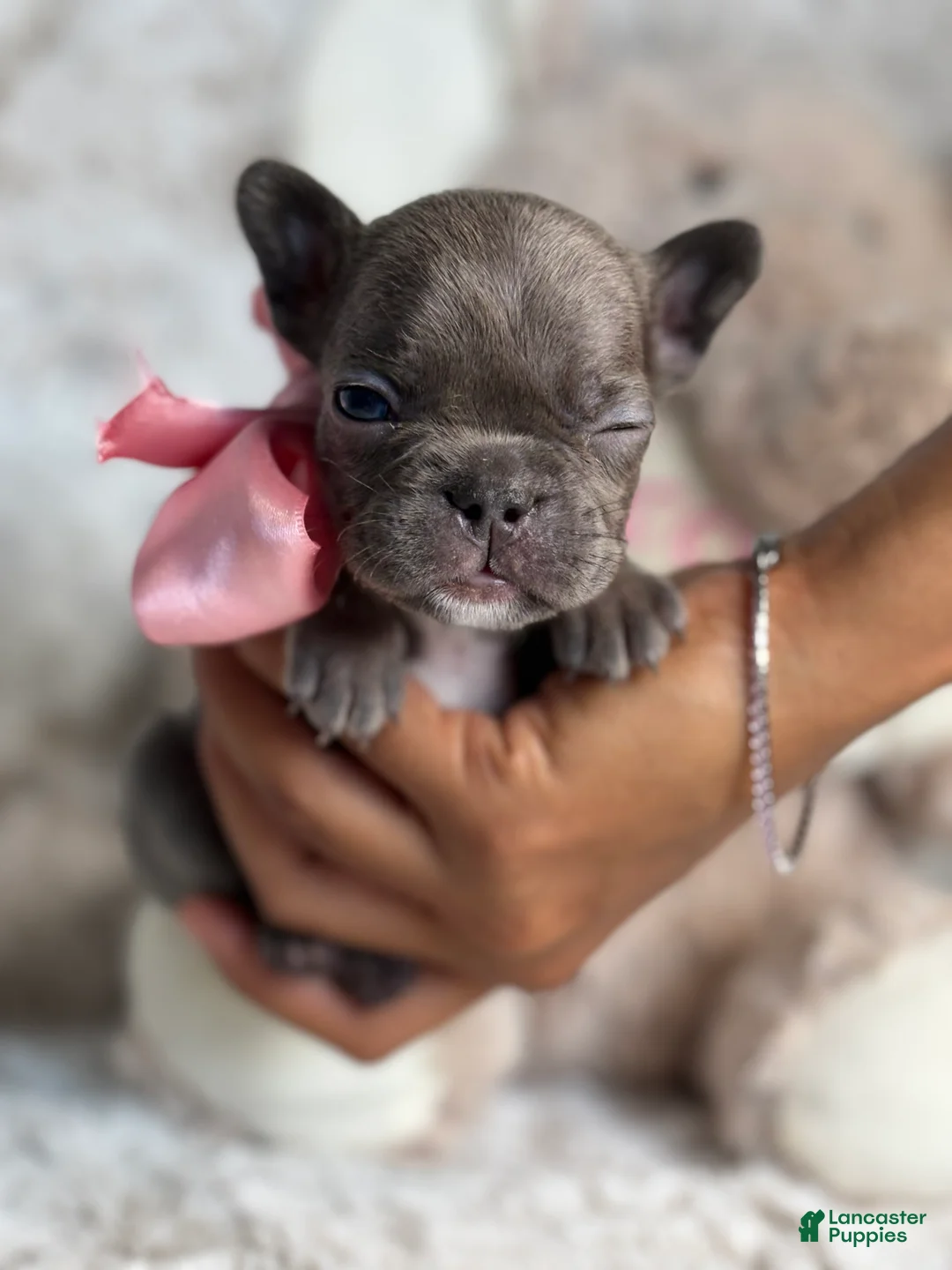 French Bulldog dogs for sale: Marley - Ad 2