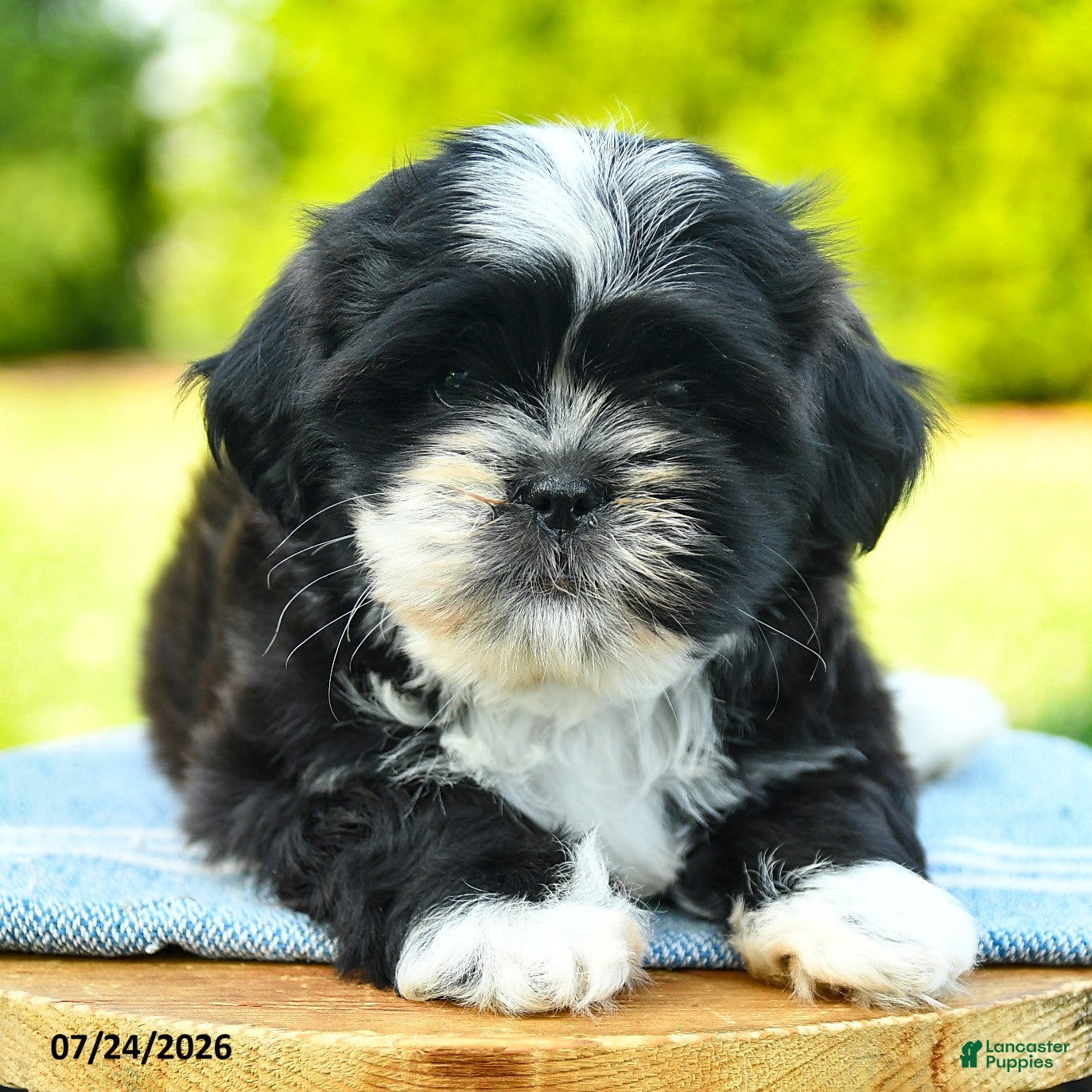 Shih Tzu dogs Stella - Ad 2