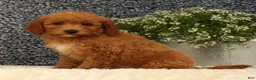 Mini Goldendoodle dogs for sale: Tori - Ad 5