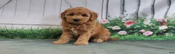 Mini Goldendoodle dogs for sale: Tesa - Ad 1