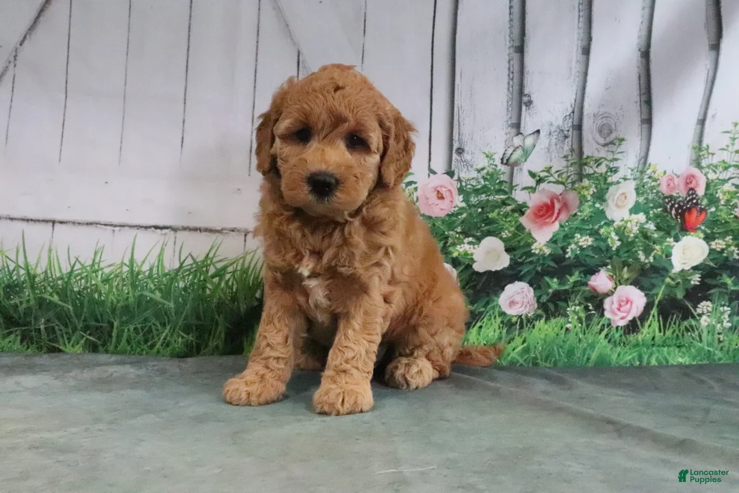 Mini Goldendoodle dogs for sale: Tesa - Ad 1