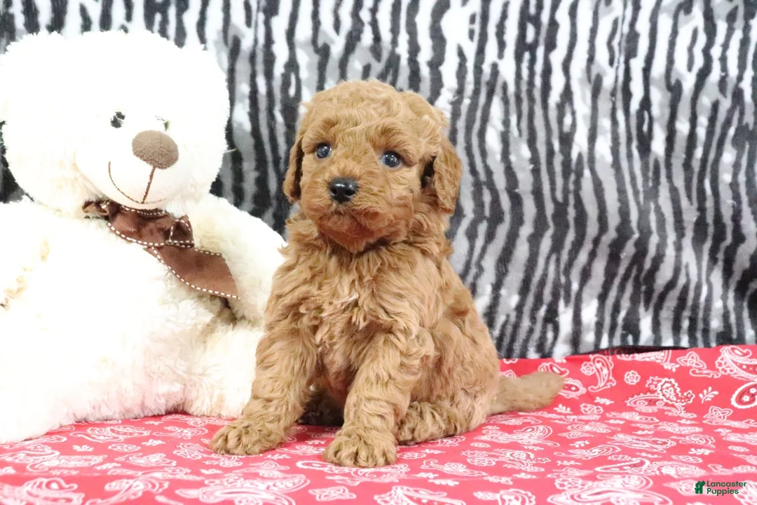 Mini Goldendoodle dogs for sale: Bouncer - Ad 1