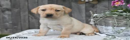 Labrador Retriever dogs for sale: Rael - Ad 2