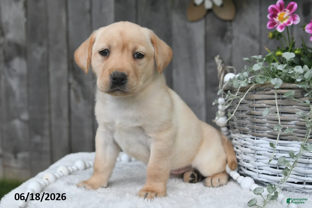 Labrador Retriever dogs for sale: Rael - Ad 2