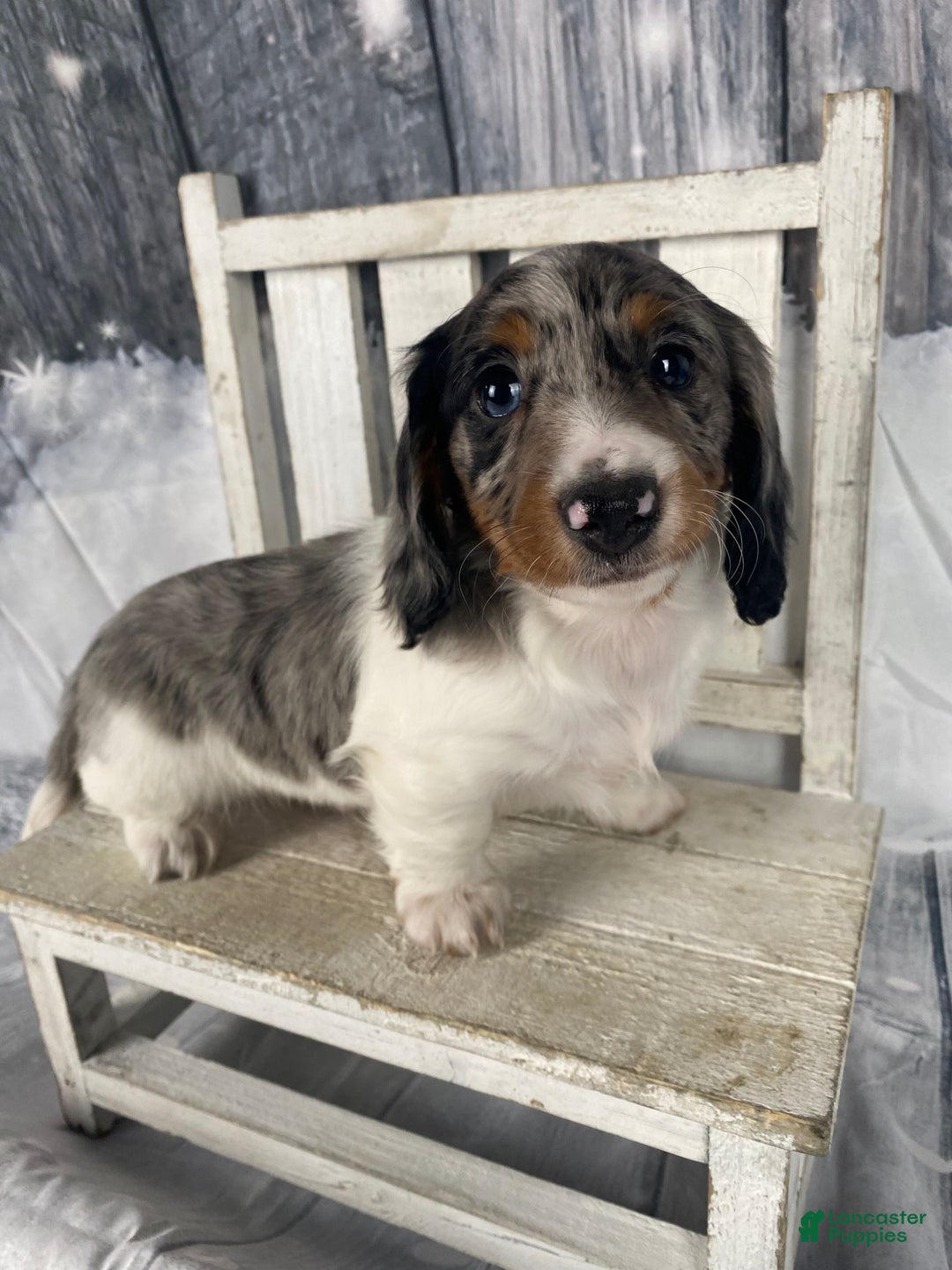 Miniature Dachshund dogs for sale: Milo - Ad 6