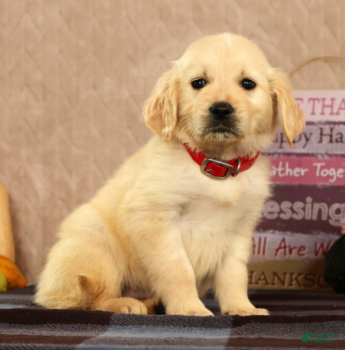 Golden Retriever dogs Gus - Ad 1