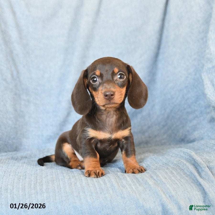 Miniature Dachshund dogs for sale: Crissa - Ad 2