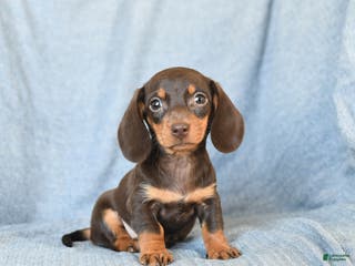 Miniature Dachshund dogs for sale: Crissa - Ad 2
