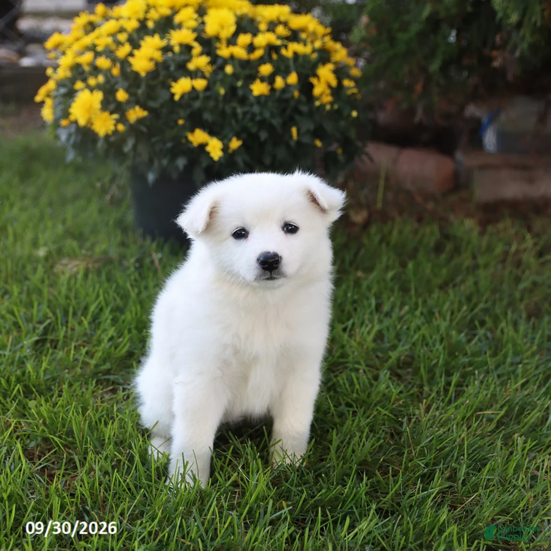 Mixed Breed dogs for sale: Snowflake - Ad 3