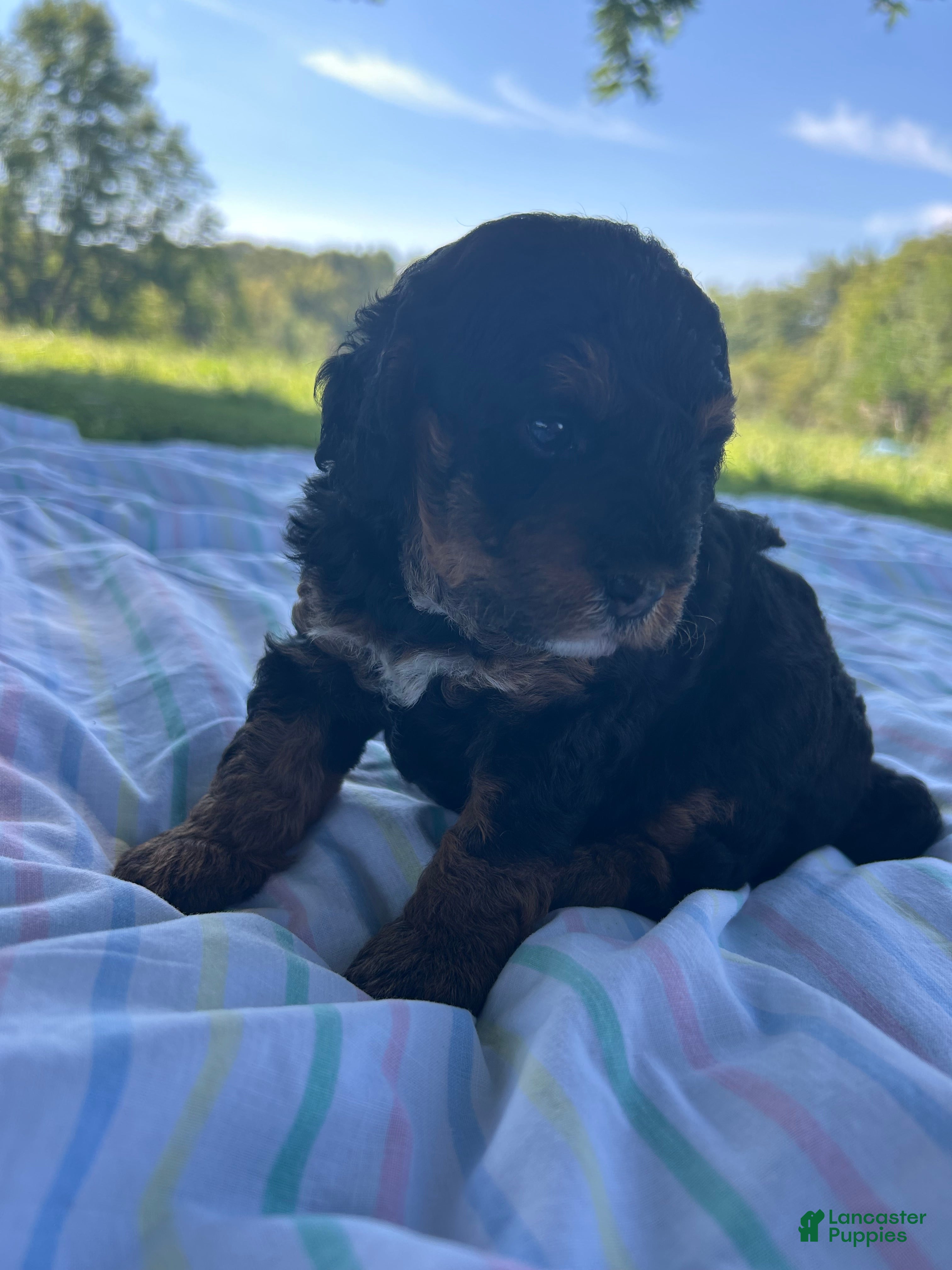 Mini Bernedoodle dogs Poppy - Ad 27