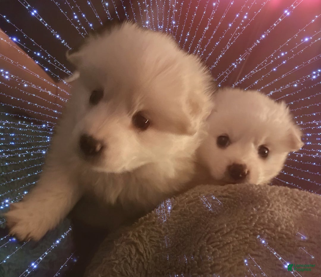 American Eskimo dogs for sale: Annie - Ad 15