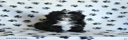 Shih Tzu dogs for sale: Finn - Ad 3
