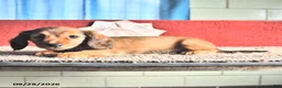 Miniature Dachshund dogs for sale: Marie   - Ad 2