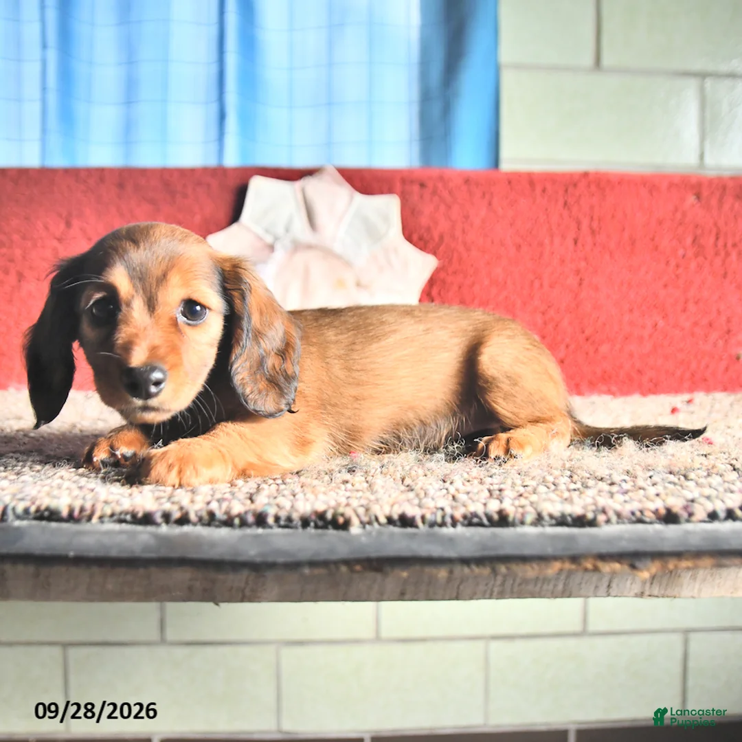 Miniature Dachshund dogs for sale: Marie   - Ad 2