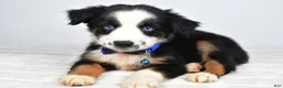 Miniature Australian Shepherd dogs for sale: Felix - Ad 3