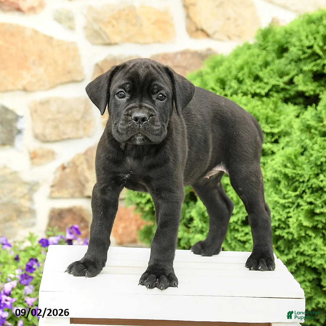 Cane Corso dogs for sale: Cali  - Ad 2