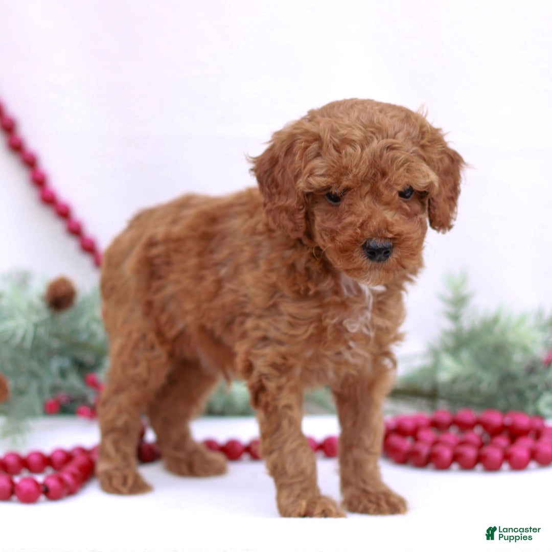 Mini Goldendoodle dogs for sale: Aiden - Ad 3