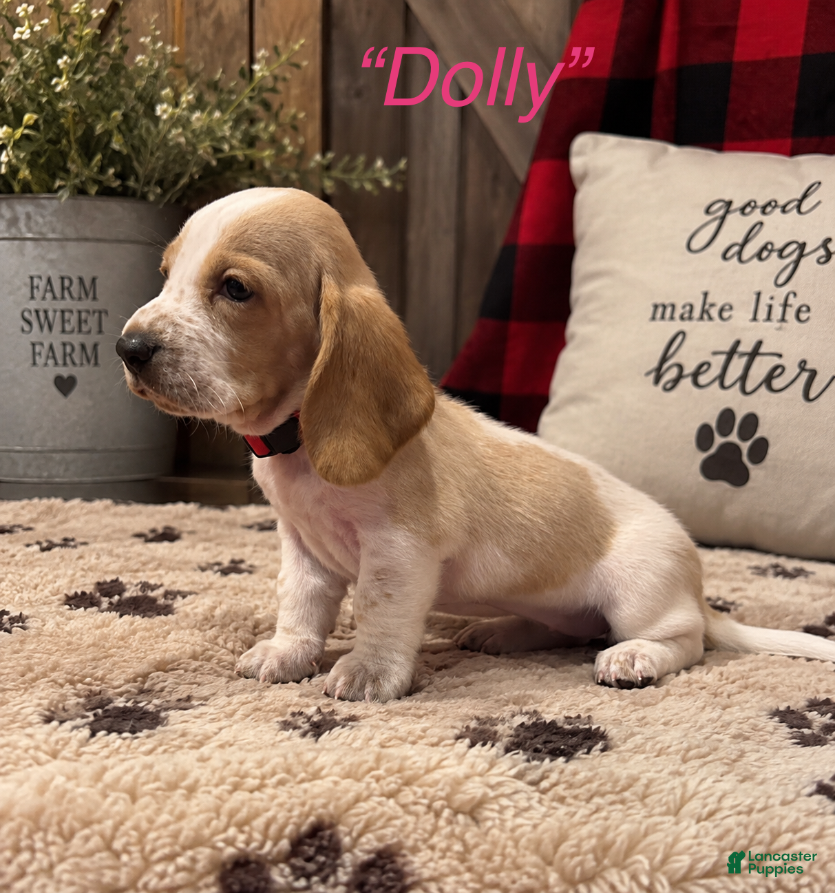 Dolly