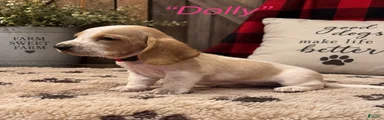 Dolly