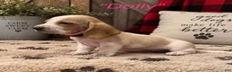 Basset Hound dogs for sale: Dolly - Ad 1