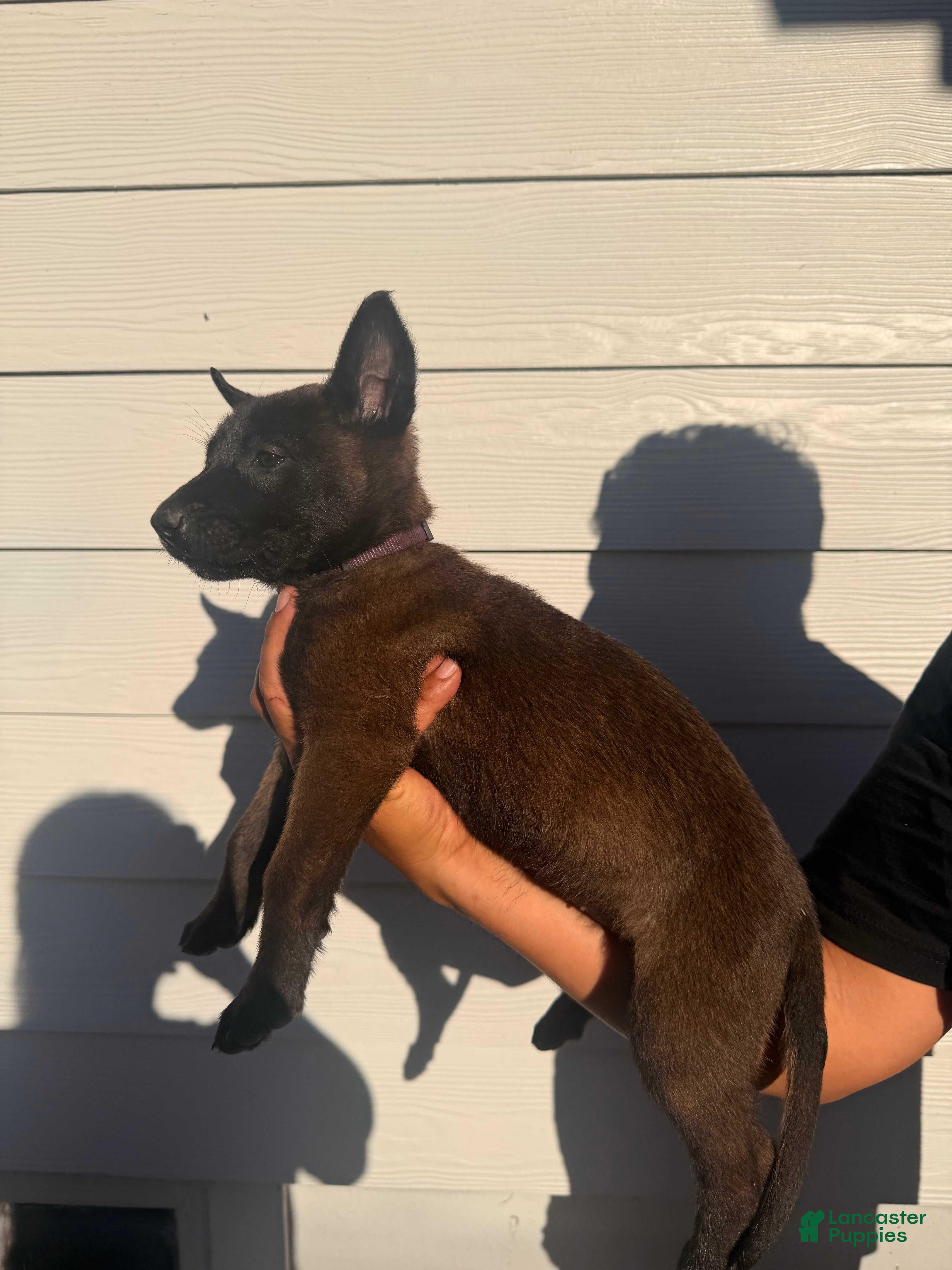 Belgian Malinois dogs for sale: Purple collar  - Ad 4