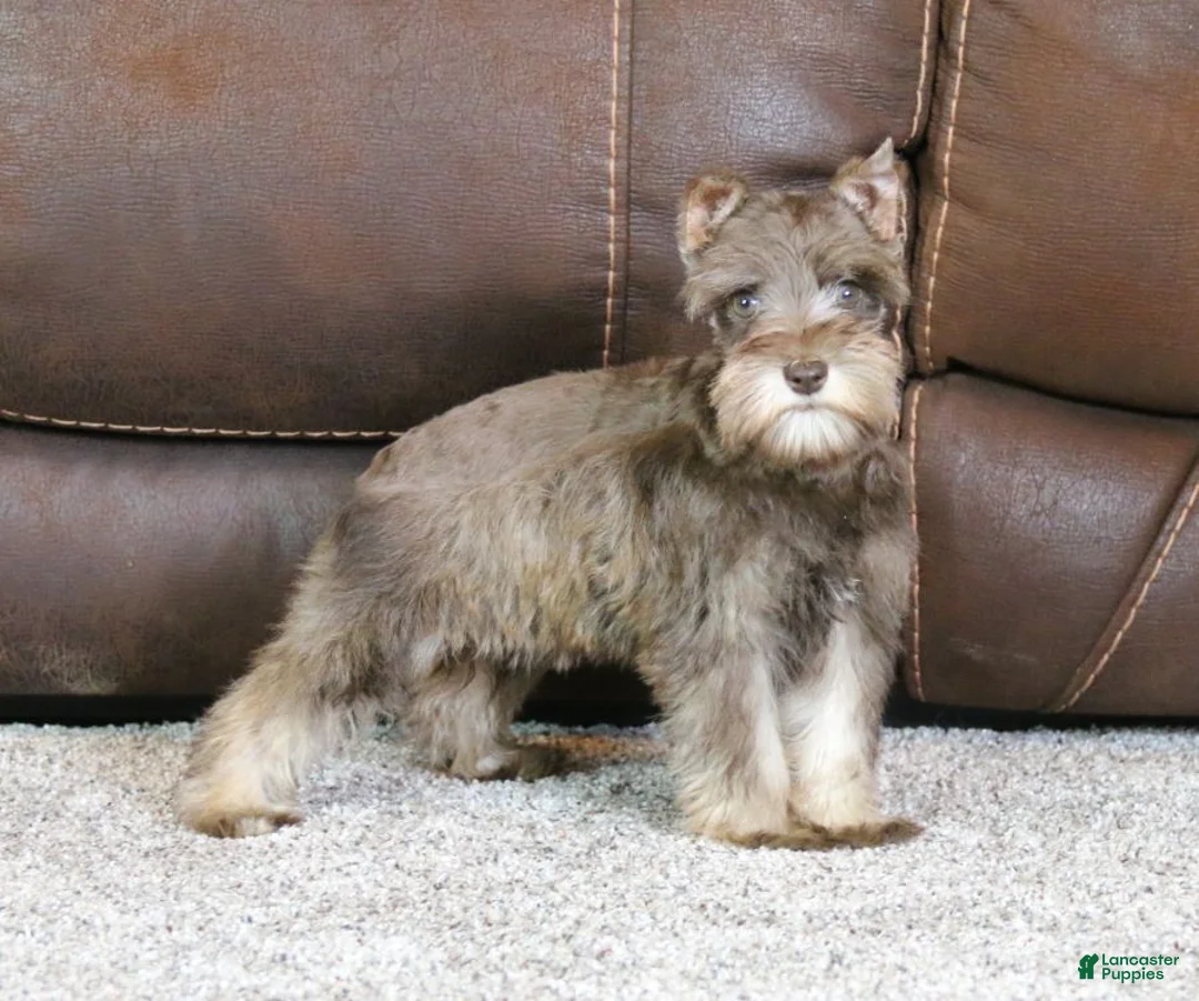 Miniature Schnauzer dogs for sale: Maggie - Ad 2