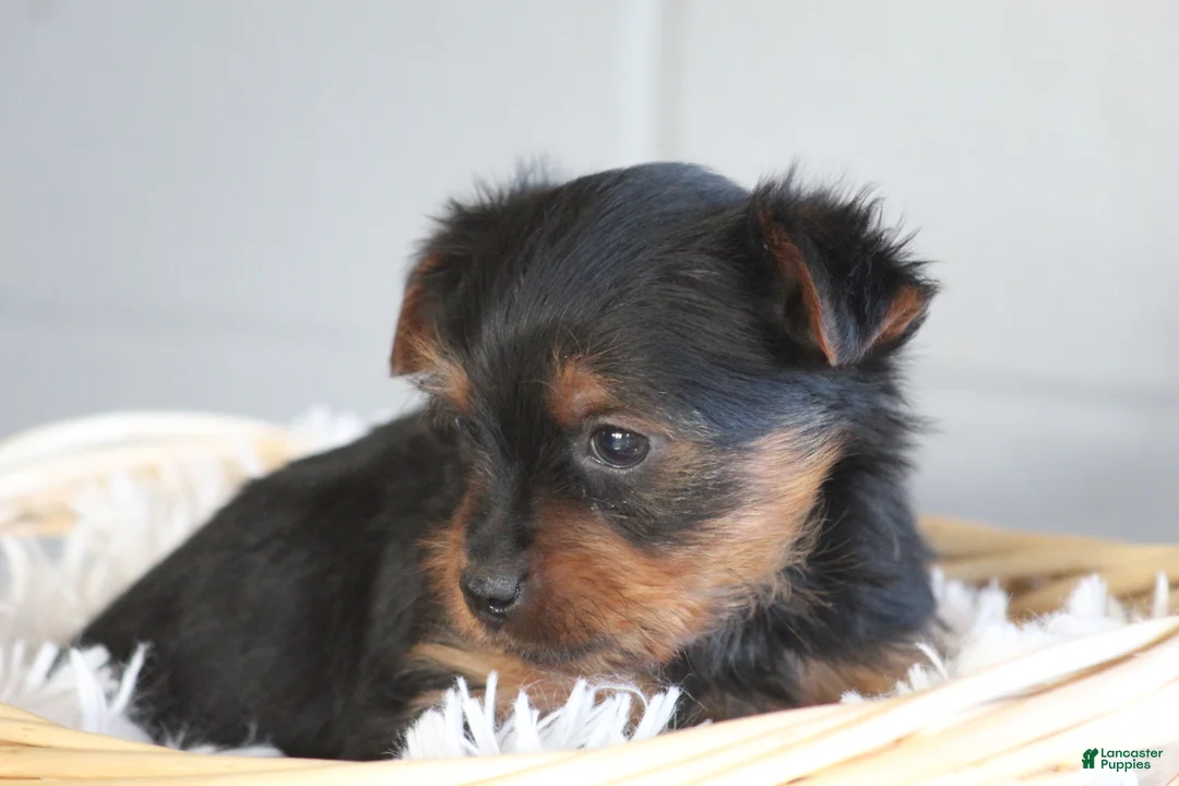 Yorkshire Terrier dogs for sale: Yorkshire Terrier Puppy 1 - Ad 10